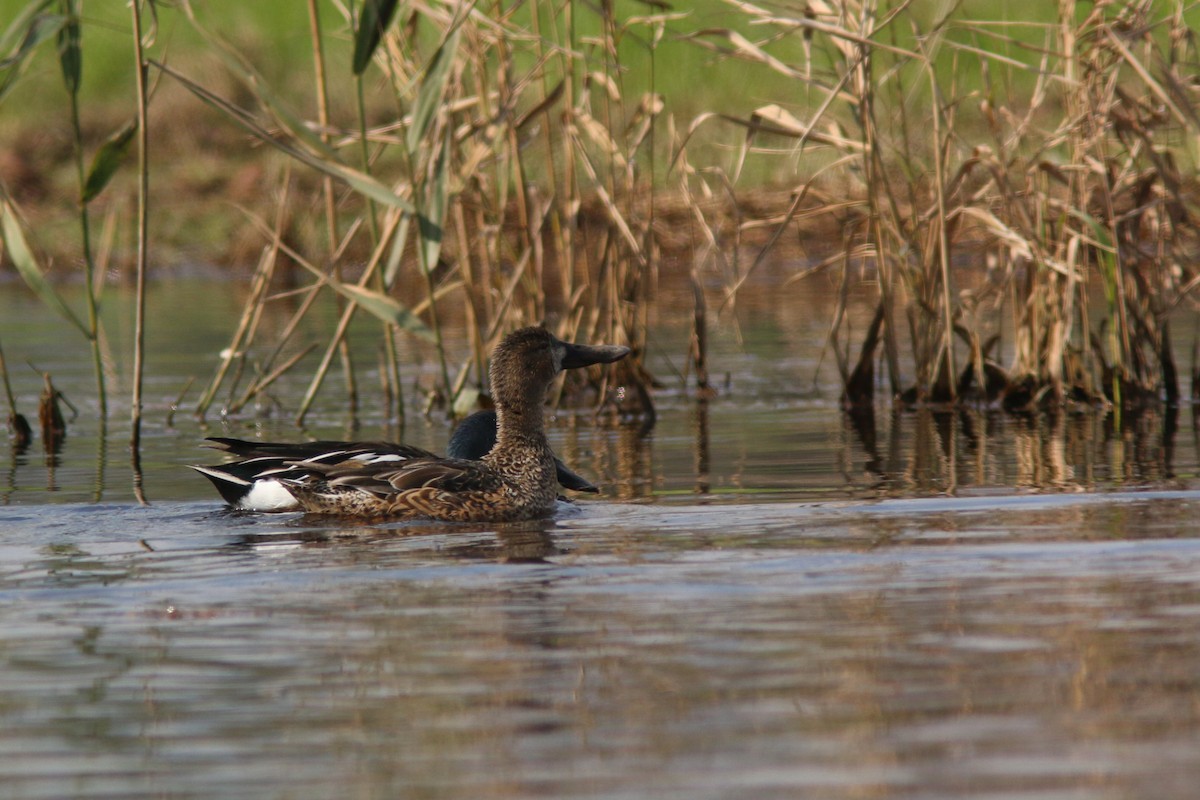 Northern Shoveler - ML203275501