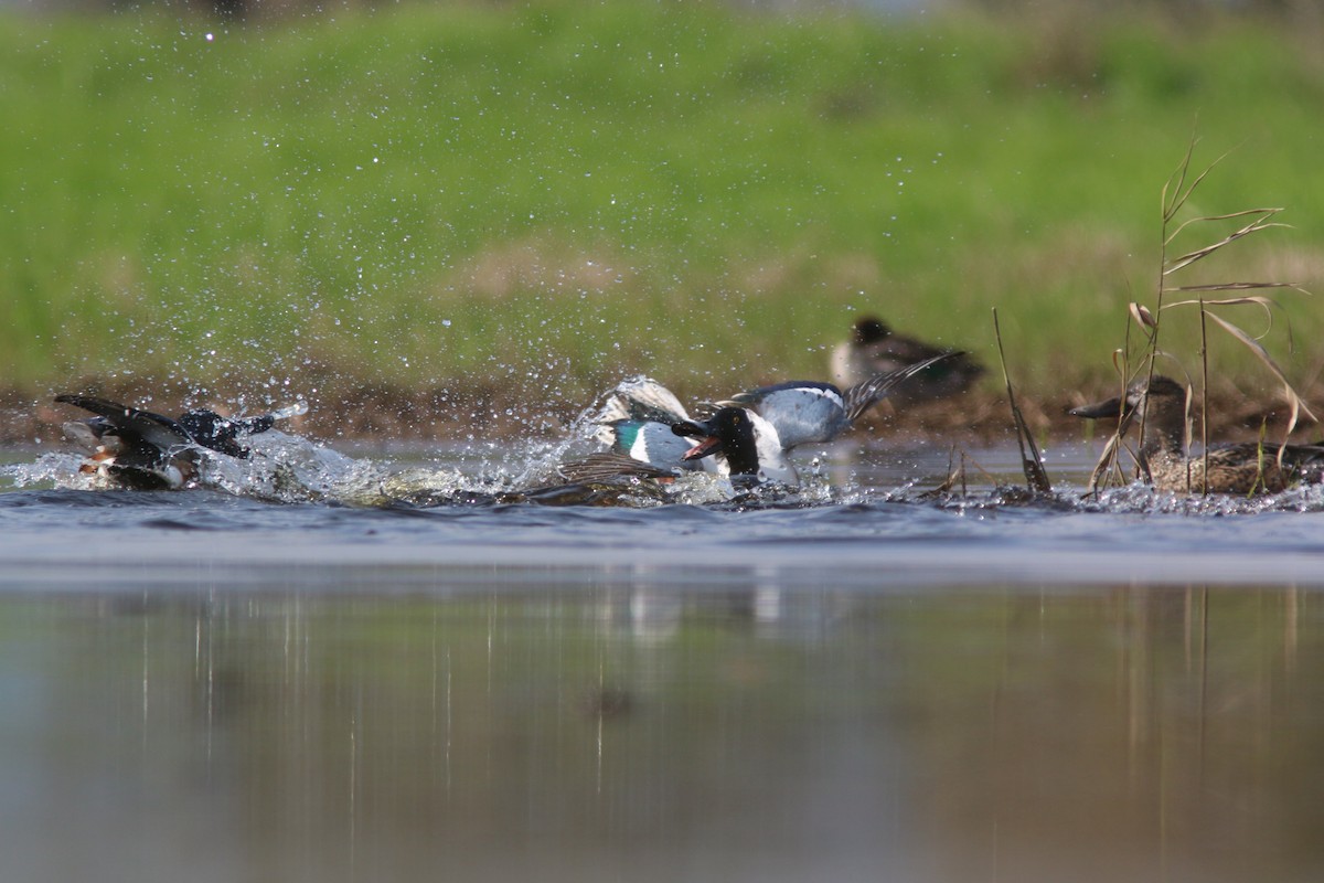 Northern Shoveler - ML203275561