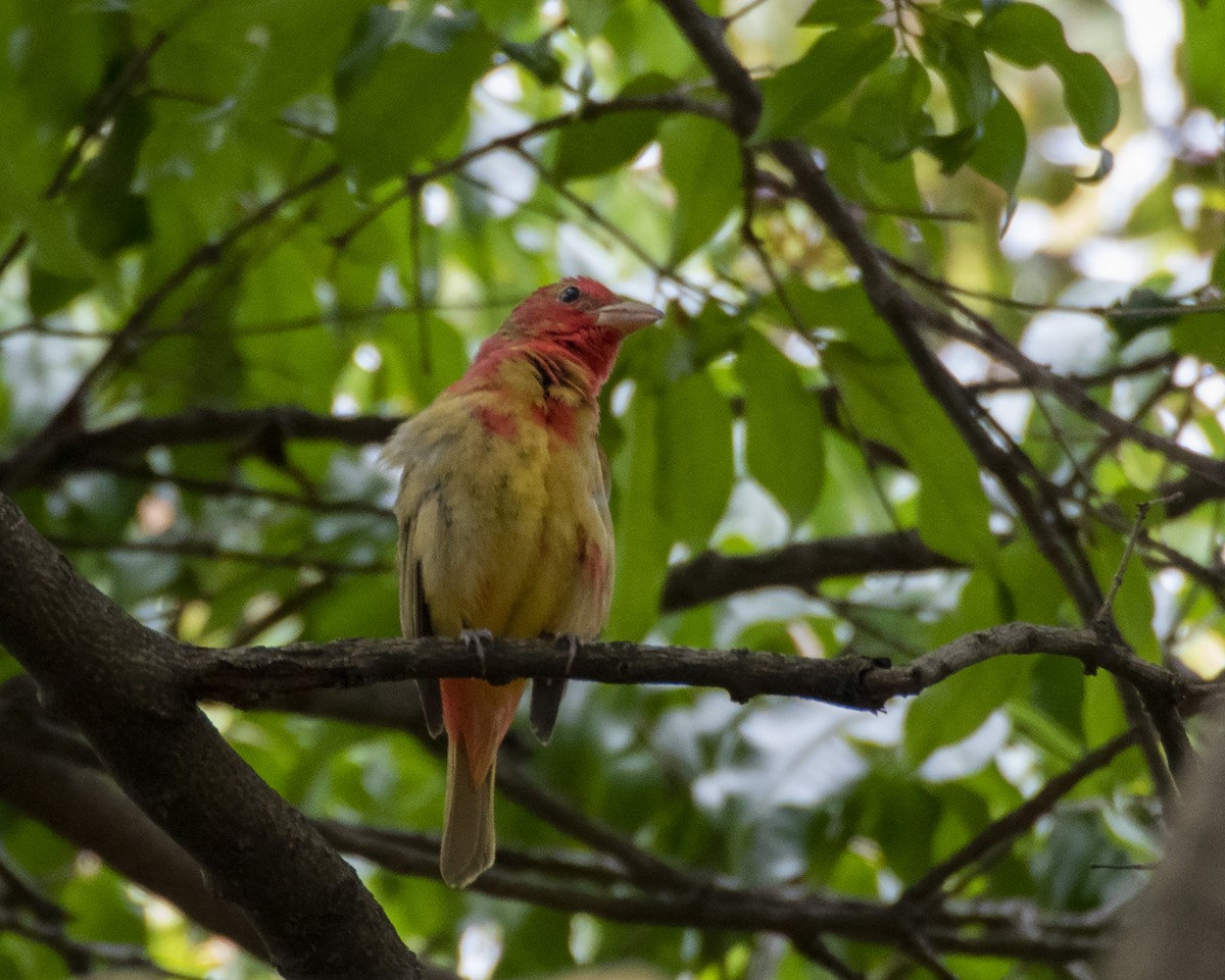 Summer Tanager - Cynthia Bridge