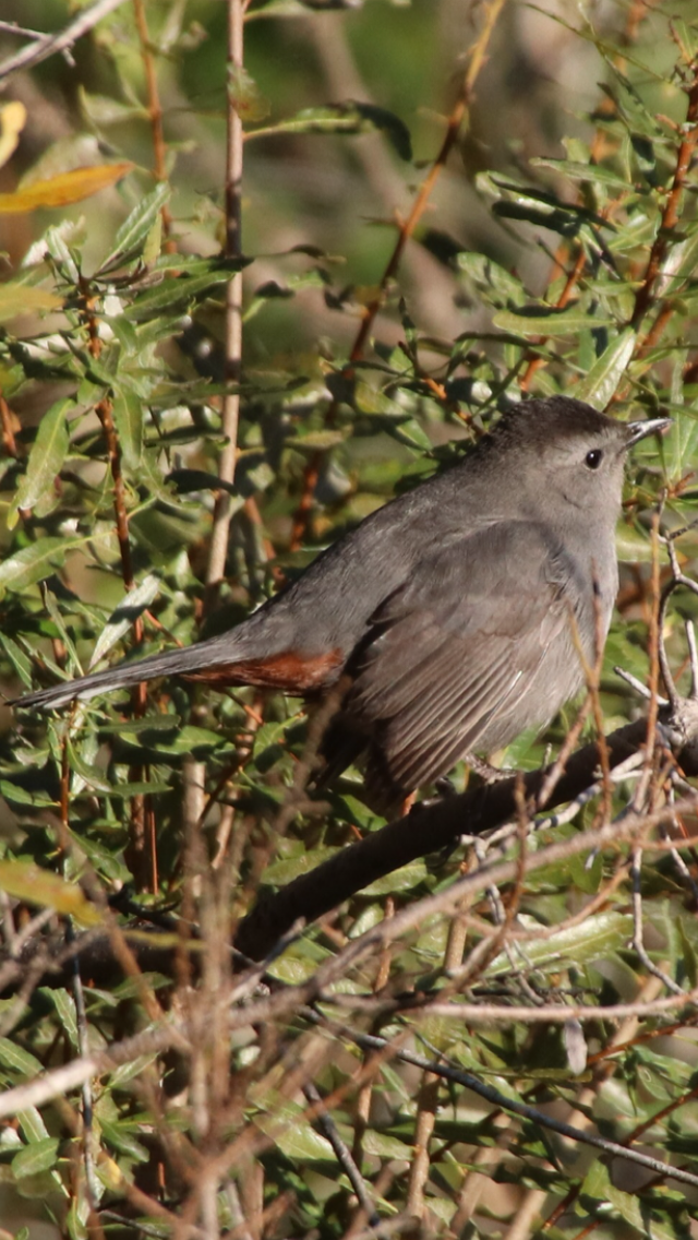 Pájaro Gato Gris - ML203277311