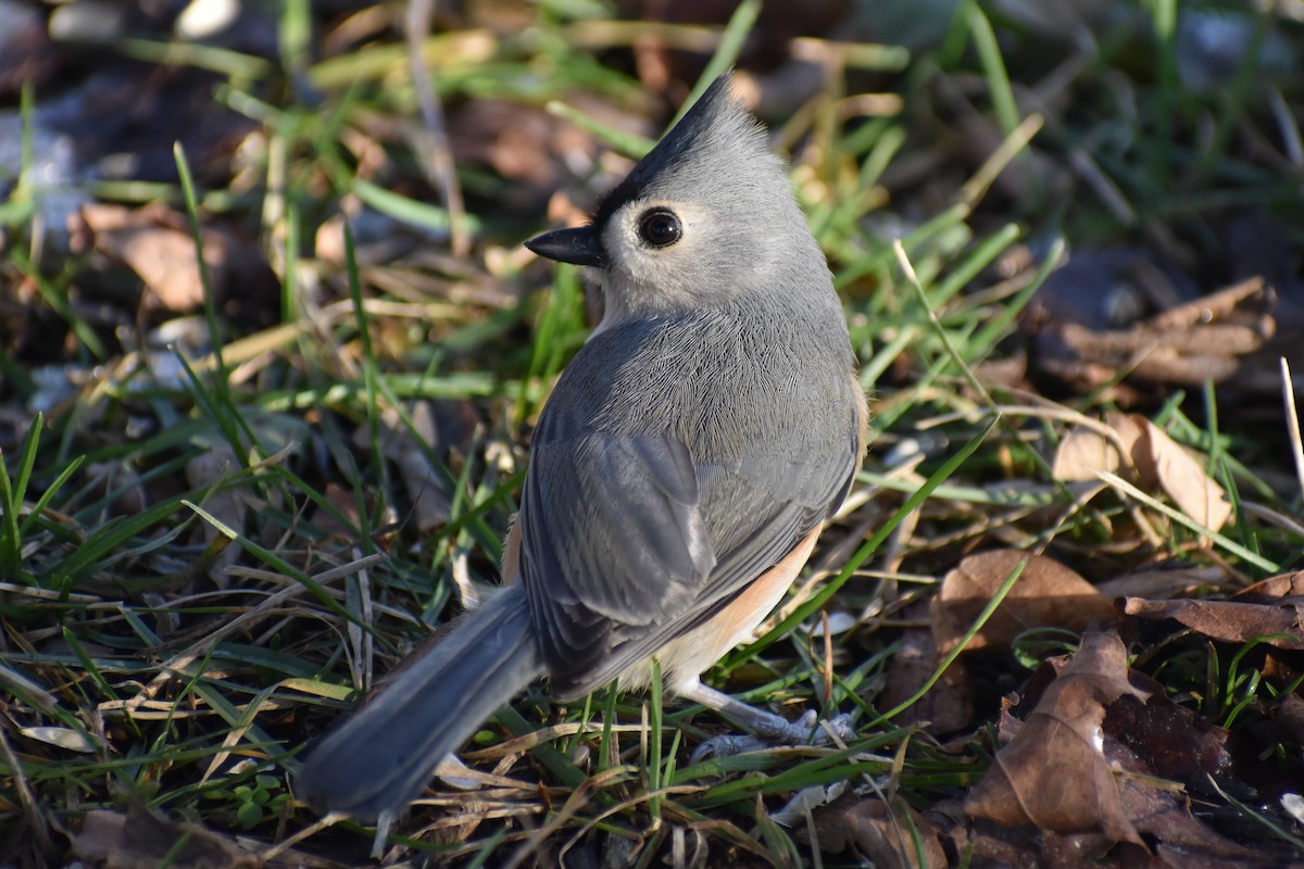 Tufted Titmouse - Robert G. Buckert