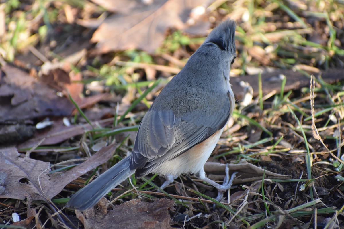 Tufted Titmouse - Robert G. Buckert