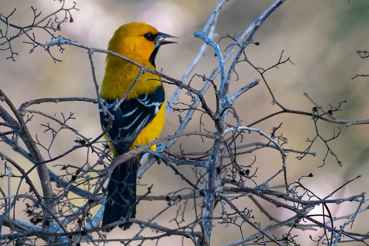 Oriole jaune - ML203277531