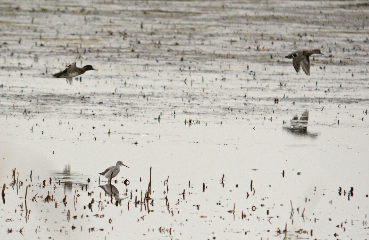 Lesser Yellowlegs - ML20327791