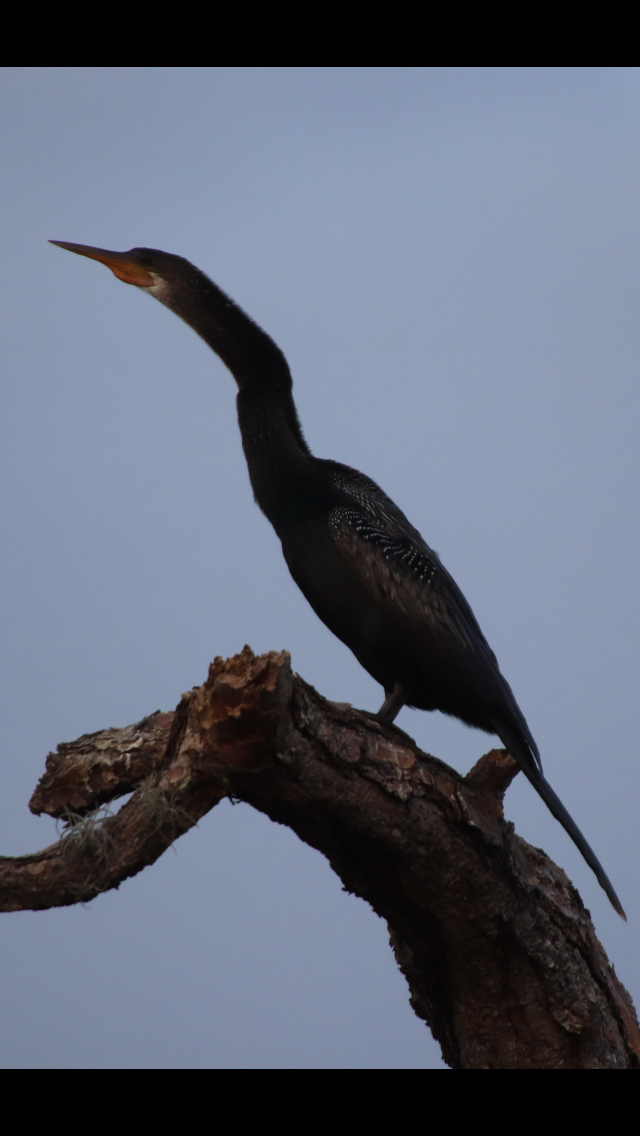 Anhinga - Ken Thayer