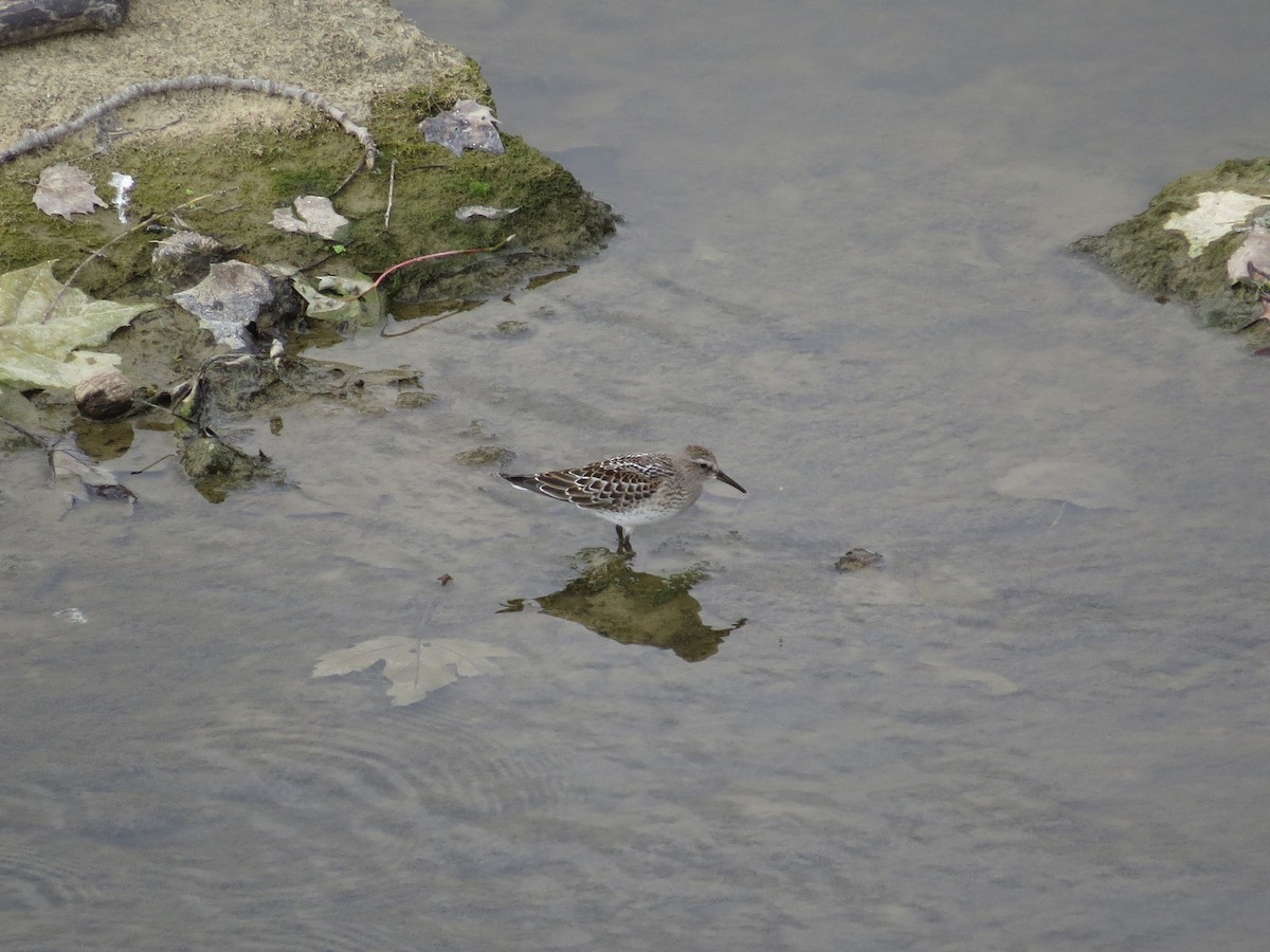 White-rumped Sandpiper - ML20327851