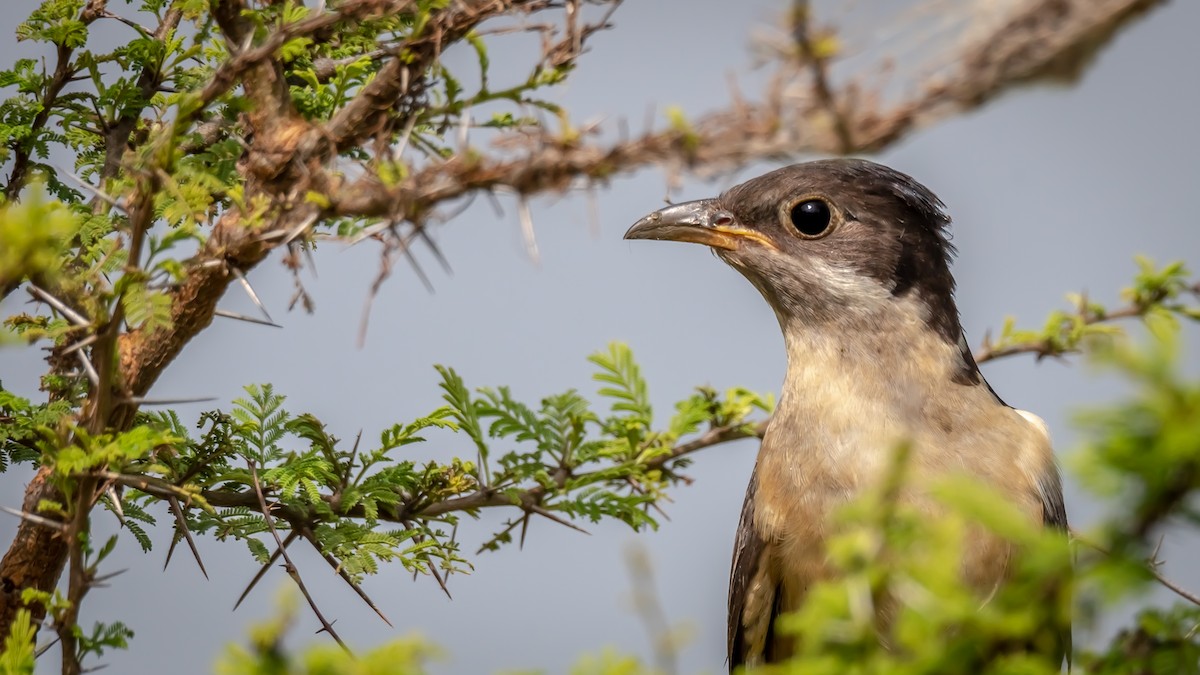 Pied Cuckoo - ML203280261