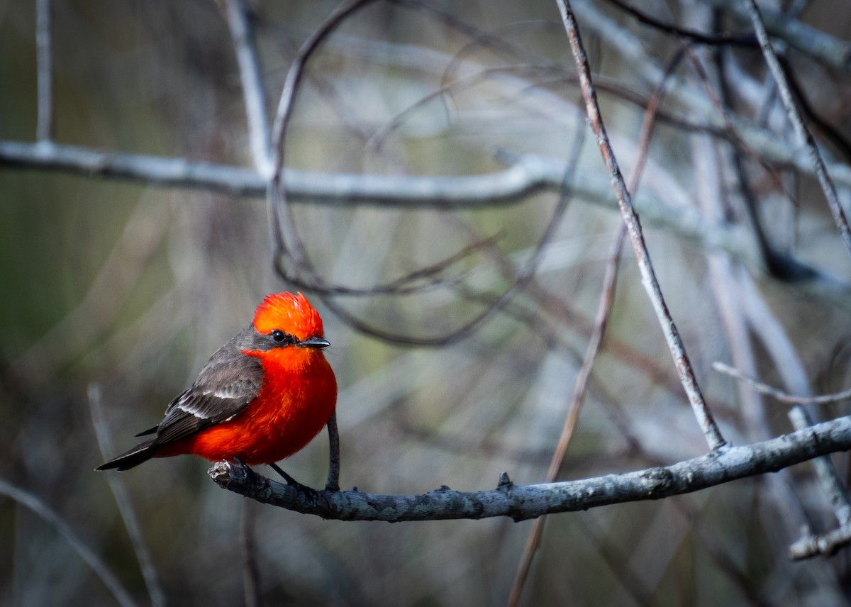 Vermilion Flycatcher - ML203281981