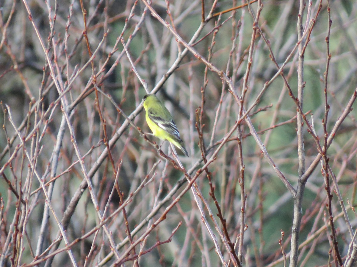 Lesser Goldfinch - ML203282121