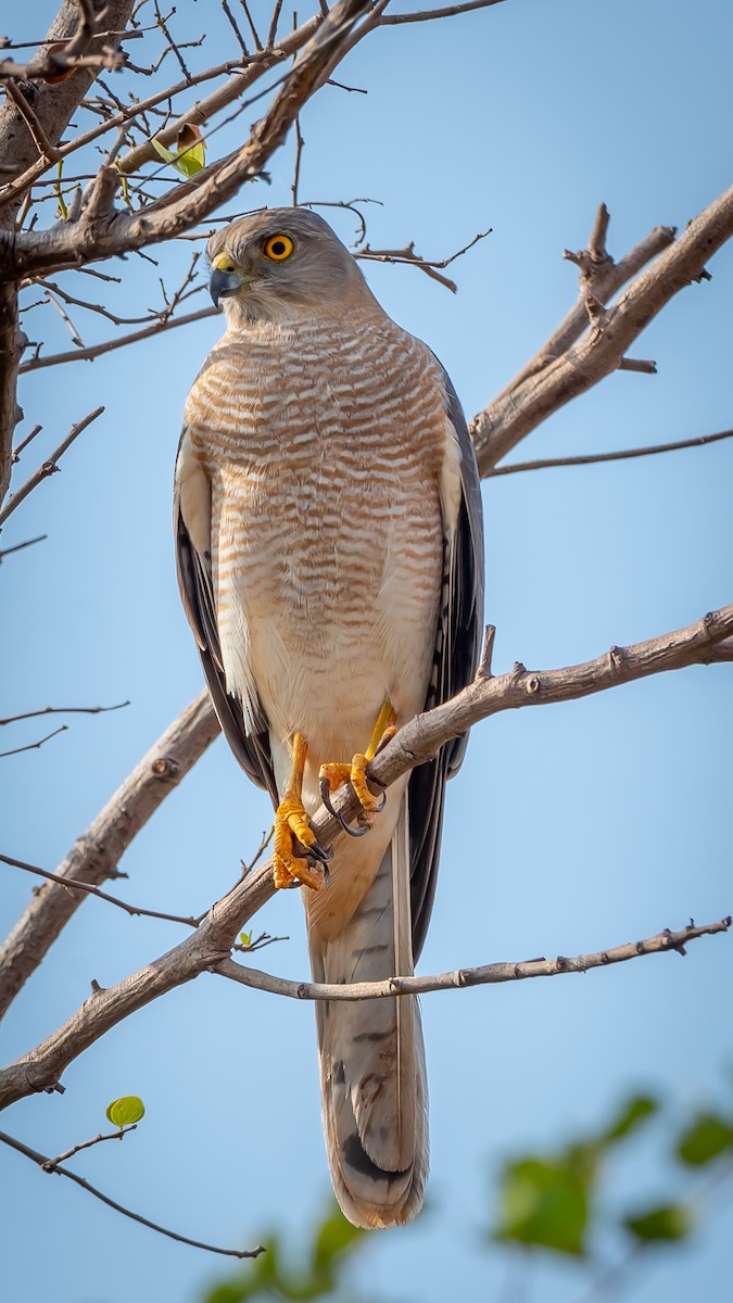 Үүрсээ харцага - ML203282581