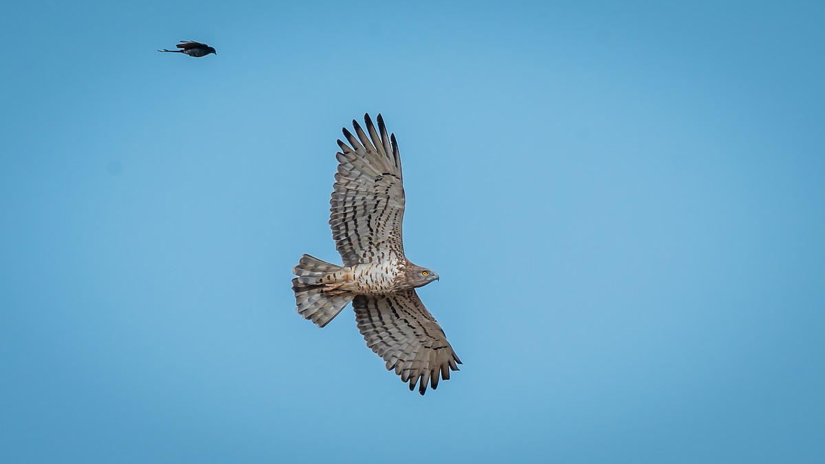 Могойч загалай - ML203282671