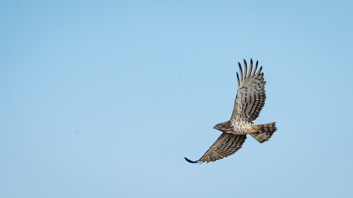 Могойч загалай - ML203282681