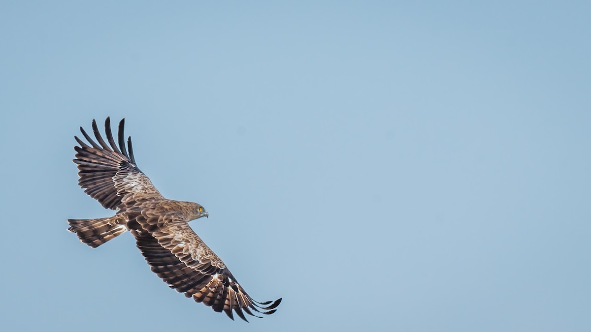 Short-toed Snake-Eagle - Shreeniwas Kandukuree