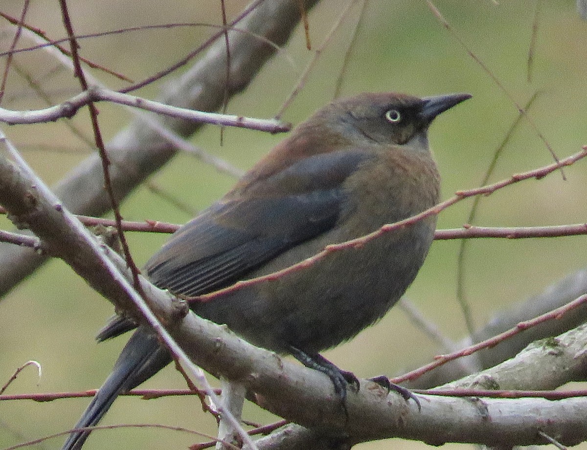 Rusty Blackbird - ML203283001