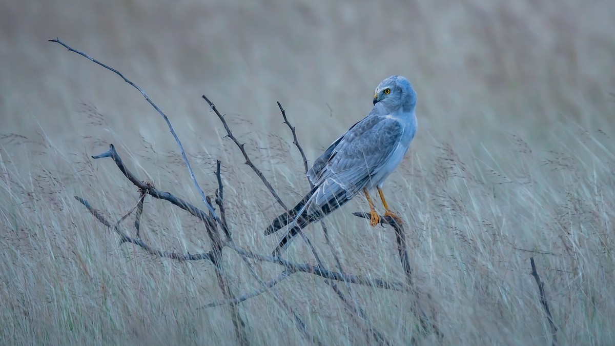Хээрийн хулд - ML203283021