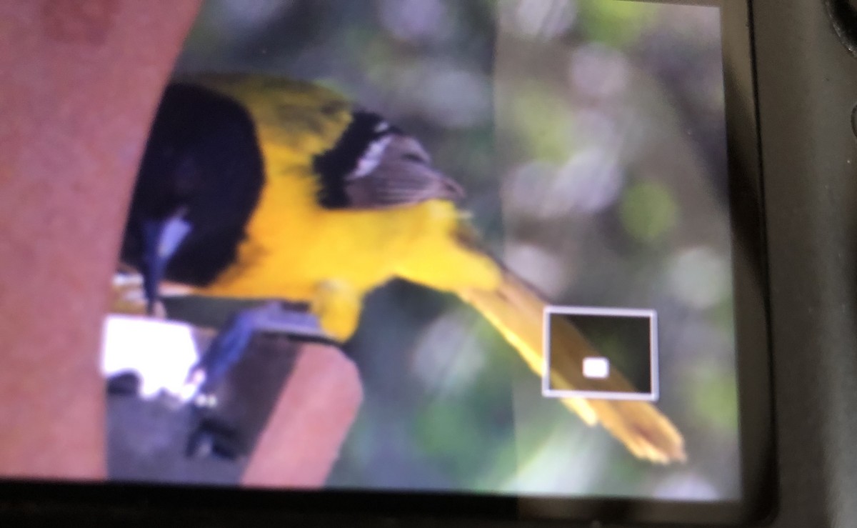 Audubon's Oriole - Linda Layne