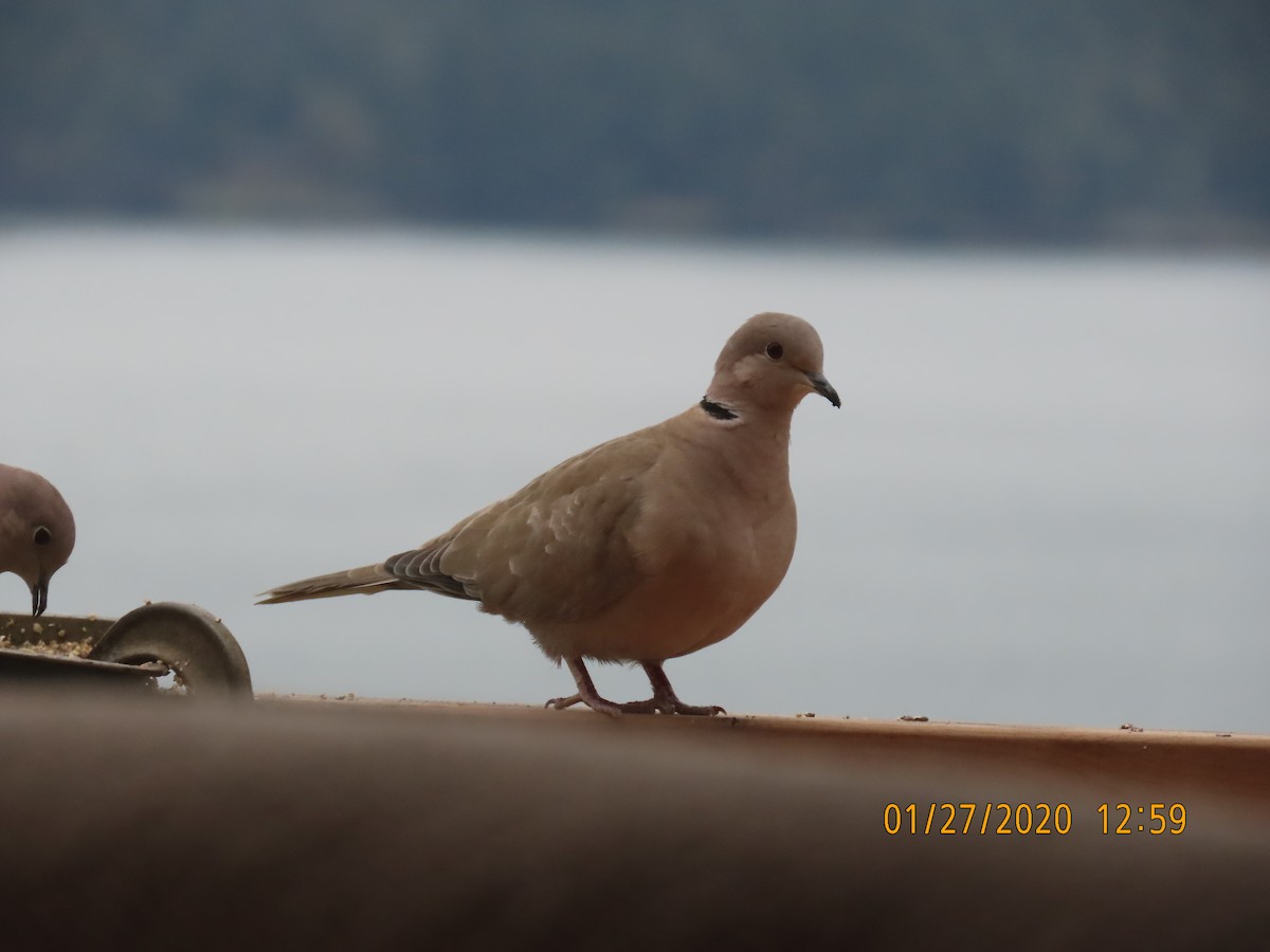 Eurasian Collared-Dove - ML203286241