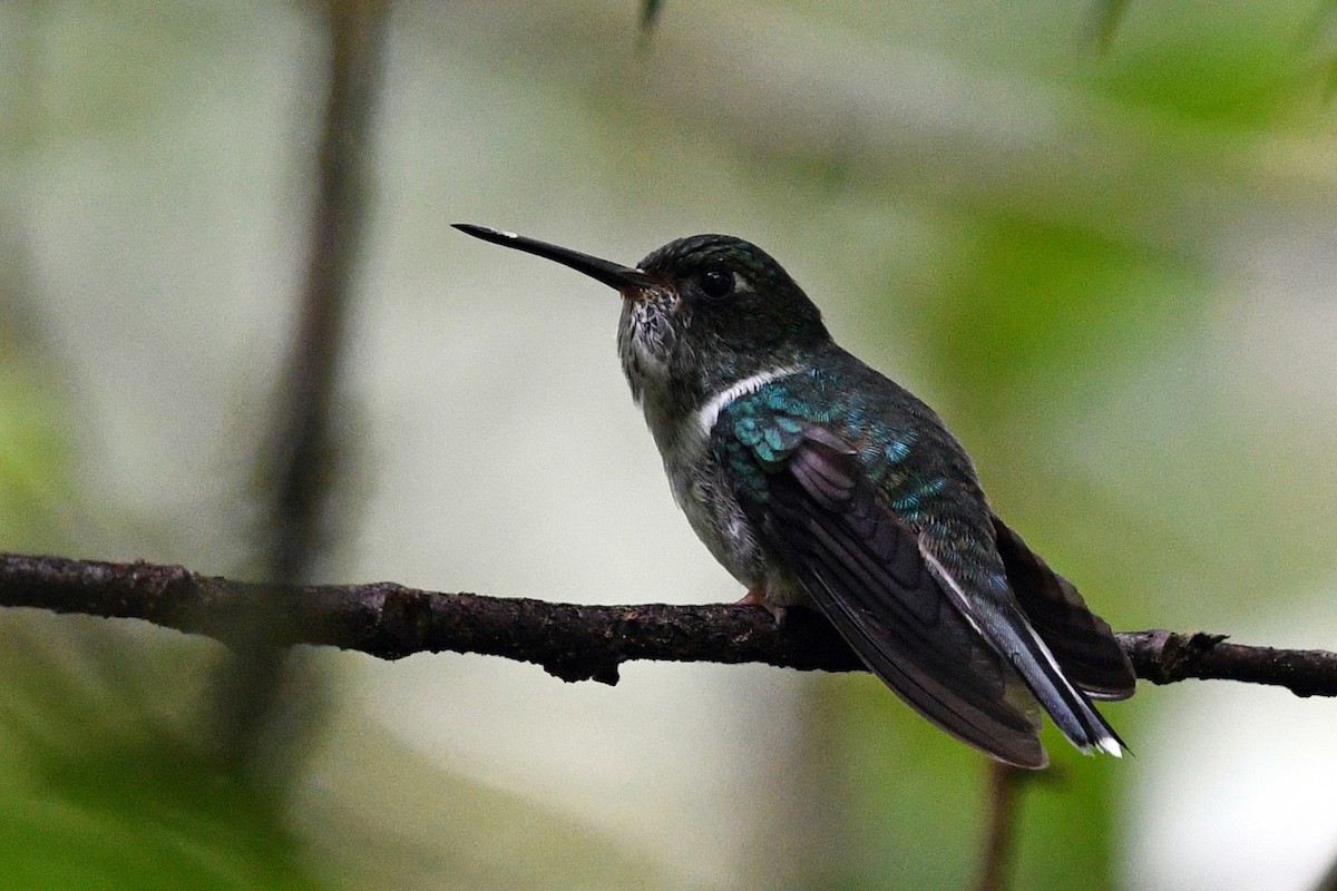 ecuadorkolibri - ML203287431