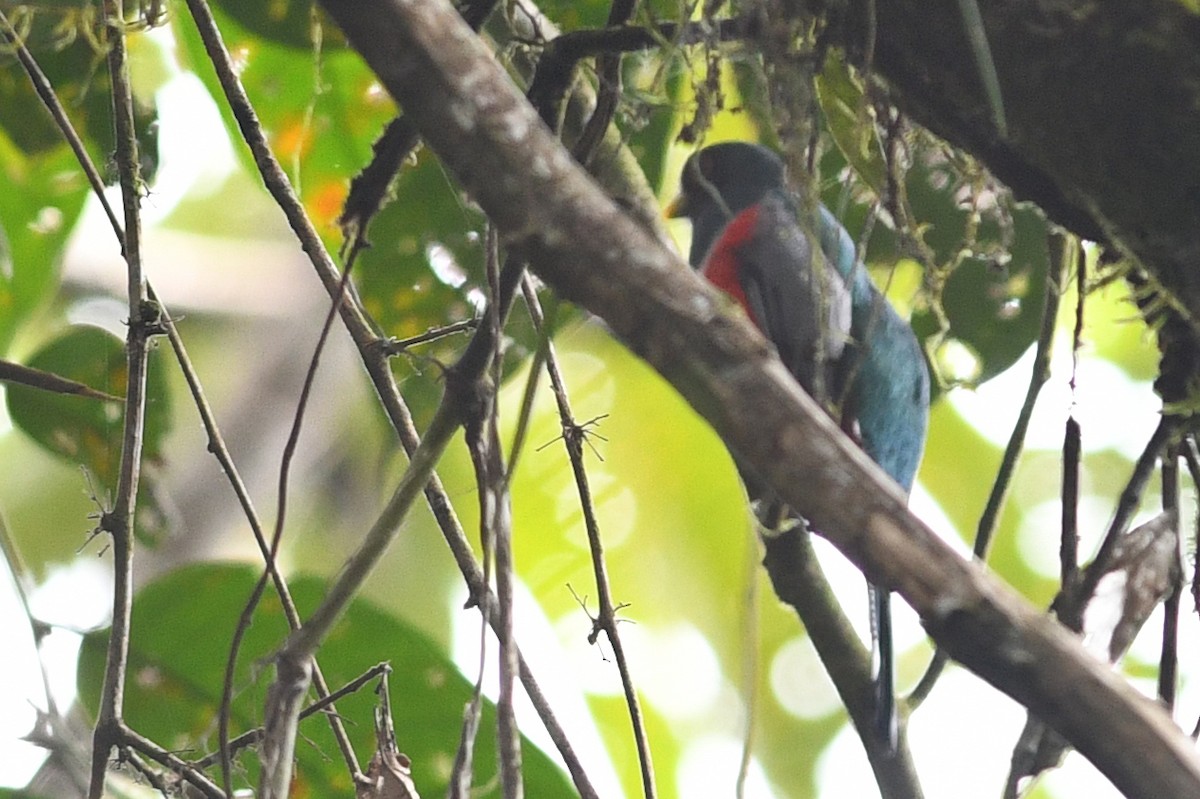 Blue-crowned Trogon - ML203287651