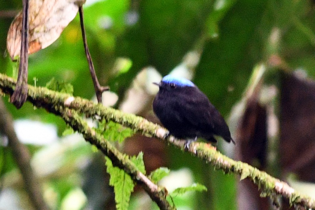 Blue-capped Manakin - ML203287671