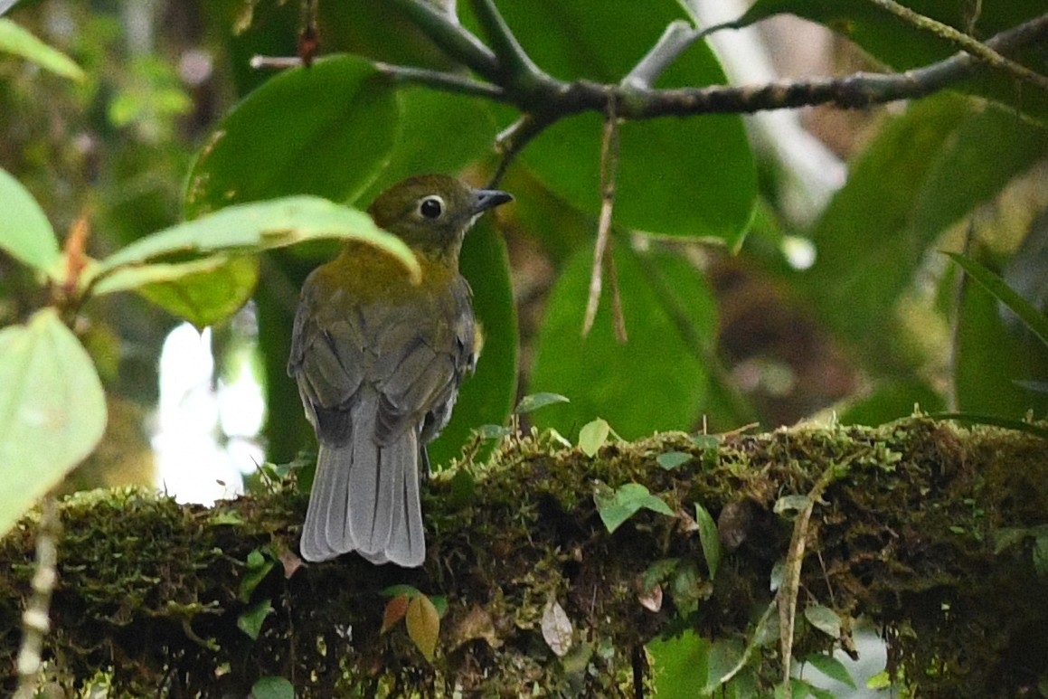 Gray-tailed Piha - David M. Bell