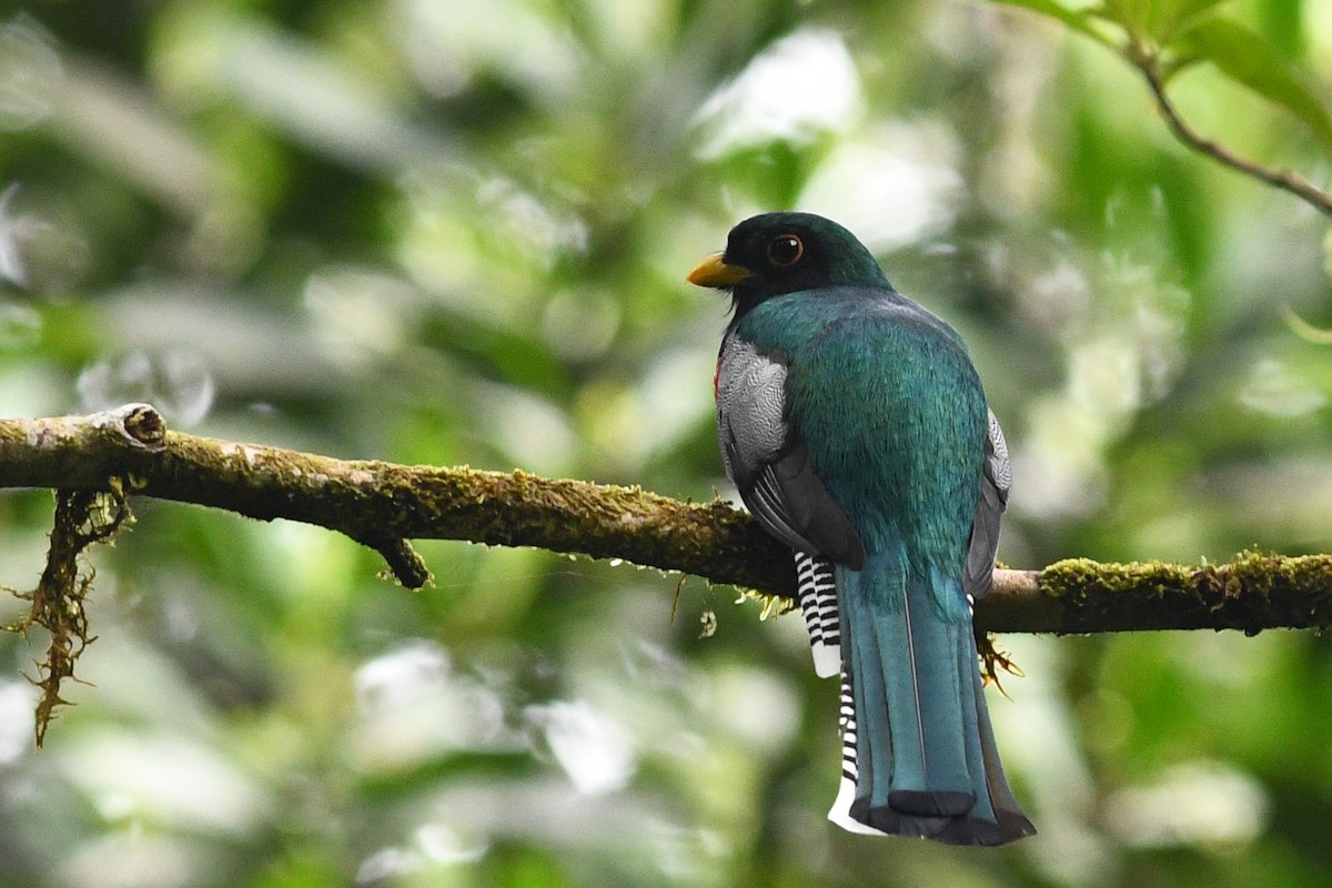 Collared Trogon - ML203287711