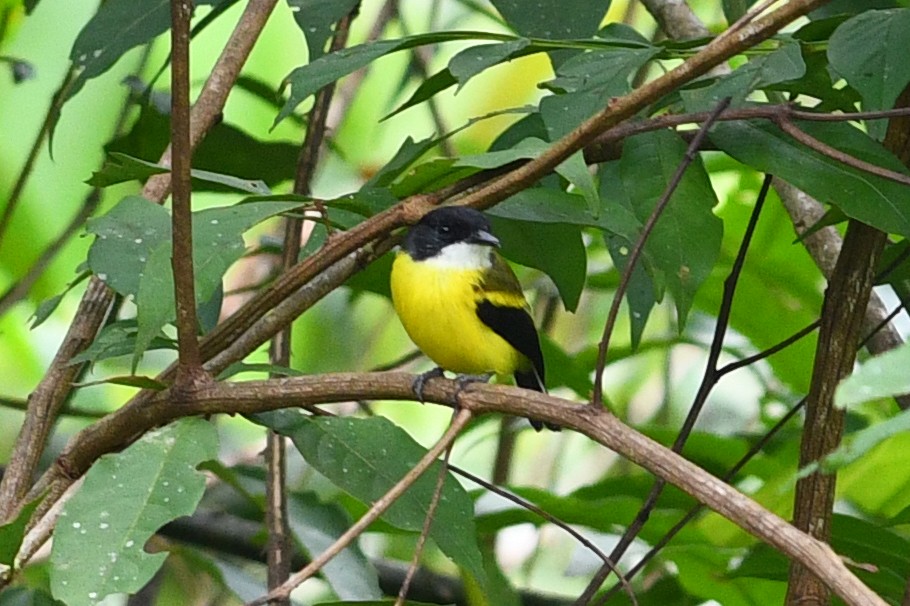 Golden-winged Tody-Flycatcher - ML203287761