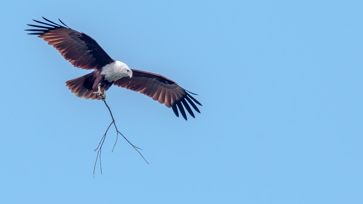 Brahminy Kite - ML203288281