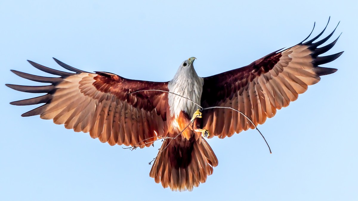 Brahminy Kite - ML203288291