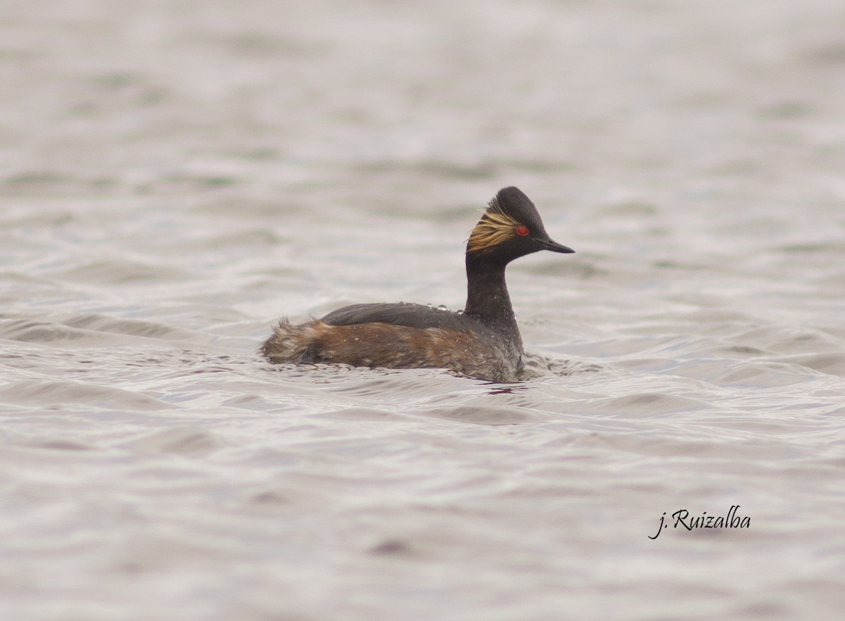 Eared Grebe - Javier Ruiz Alba