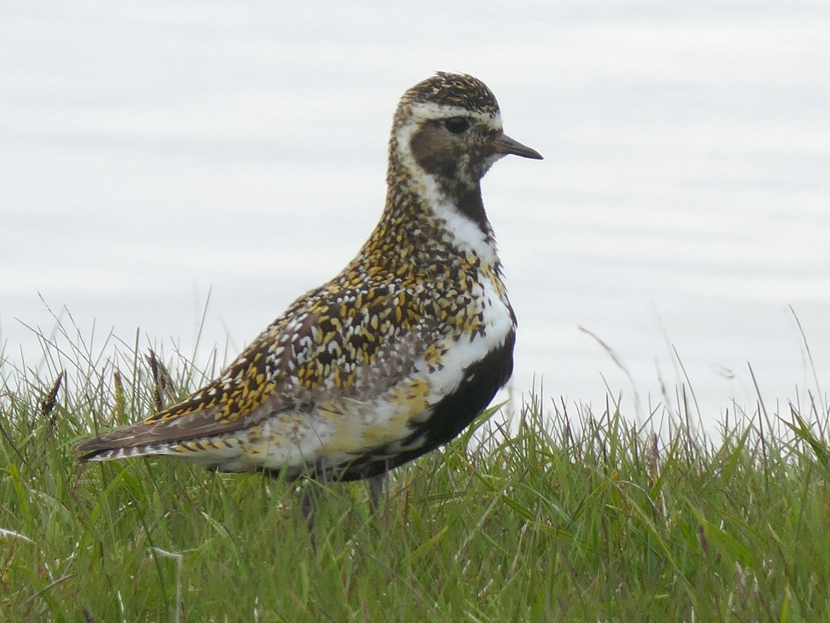 European Golden-Plover - ML203289751