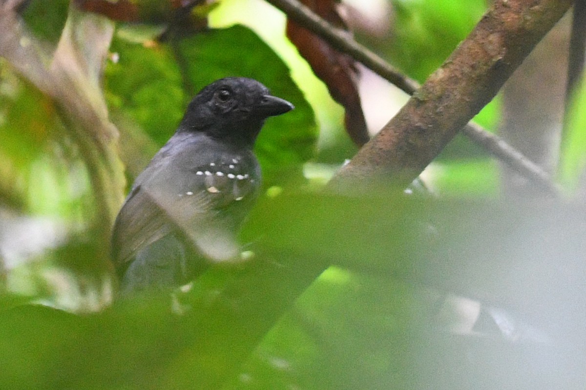 White-shouldered Antshrike - ML203289951