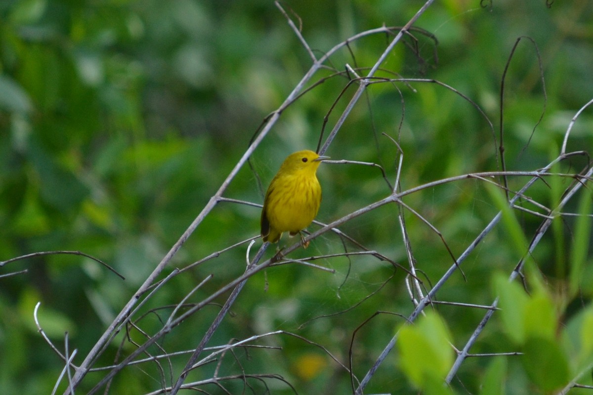 Yellow Warbler - ML203289981