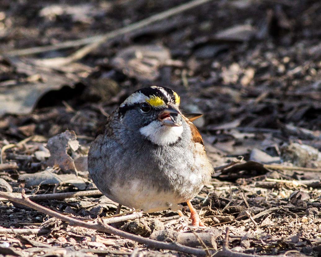 White-throated Sparrow - Bob Clarke