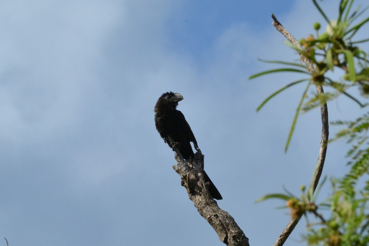 Smooth-billed Ani - Alison Bentley