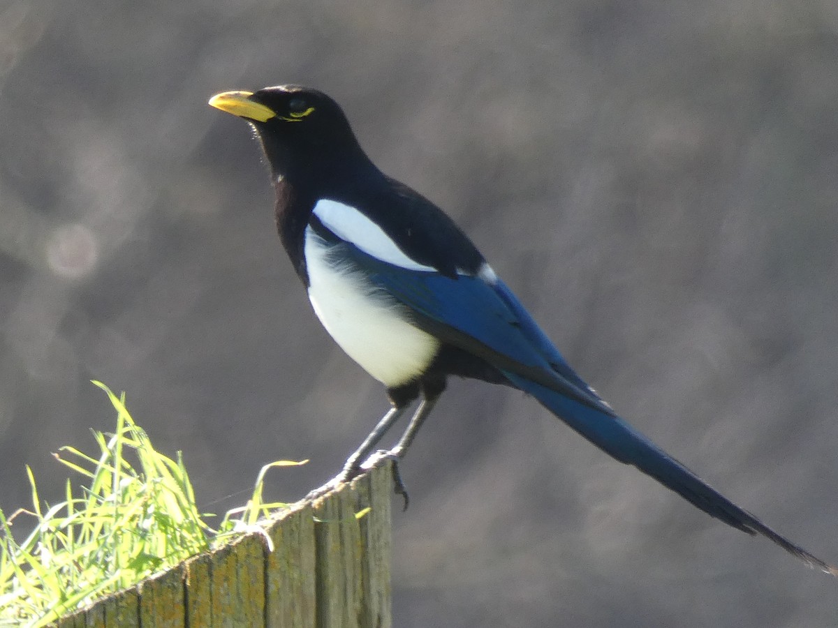 Yellow-billed Magpie - ML203294721