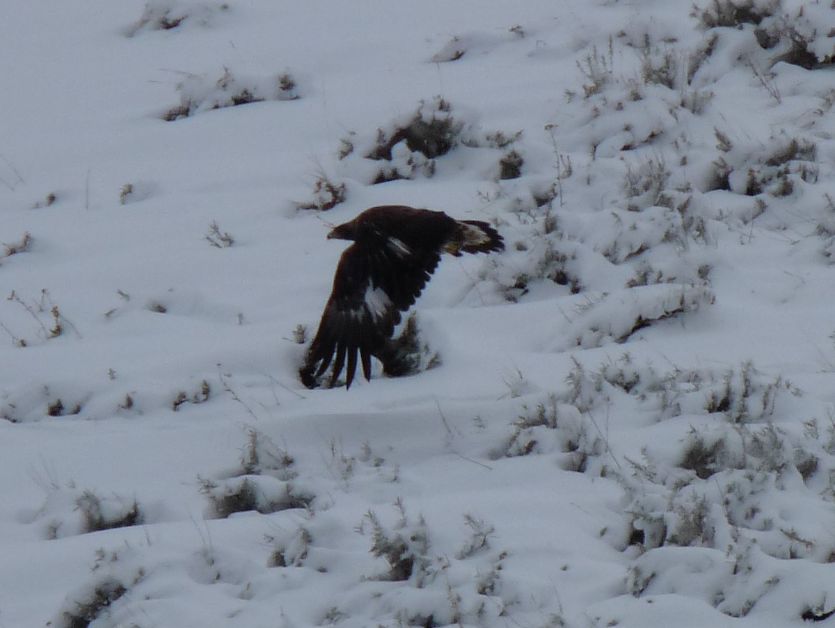 Golden Eagle - Paul Salaman