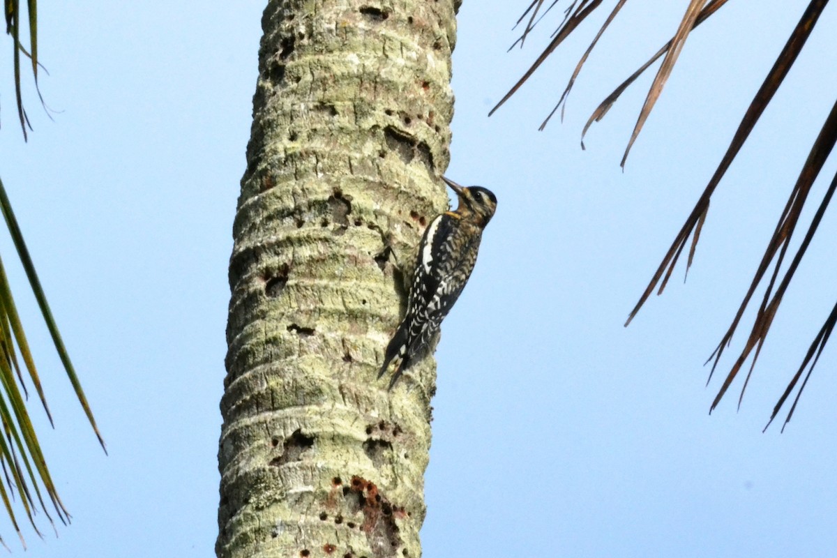 Yellow-bellied Sapsucker - ML203295581