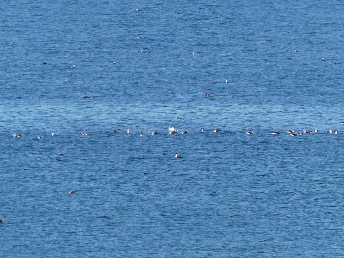 Red-footed Booby - ML203297891