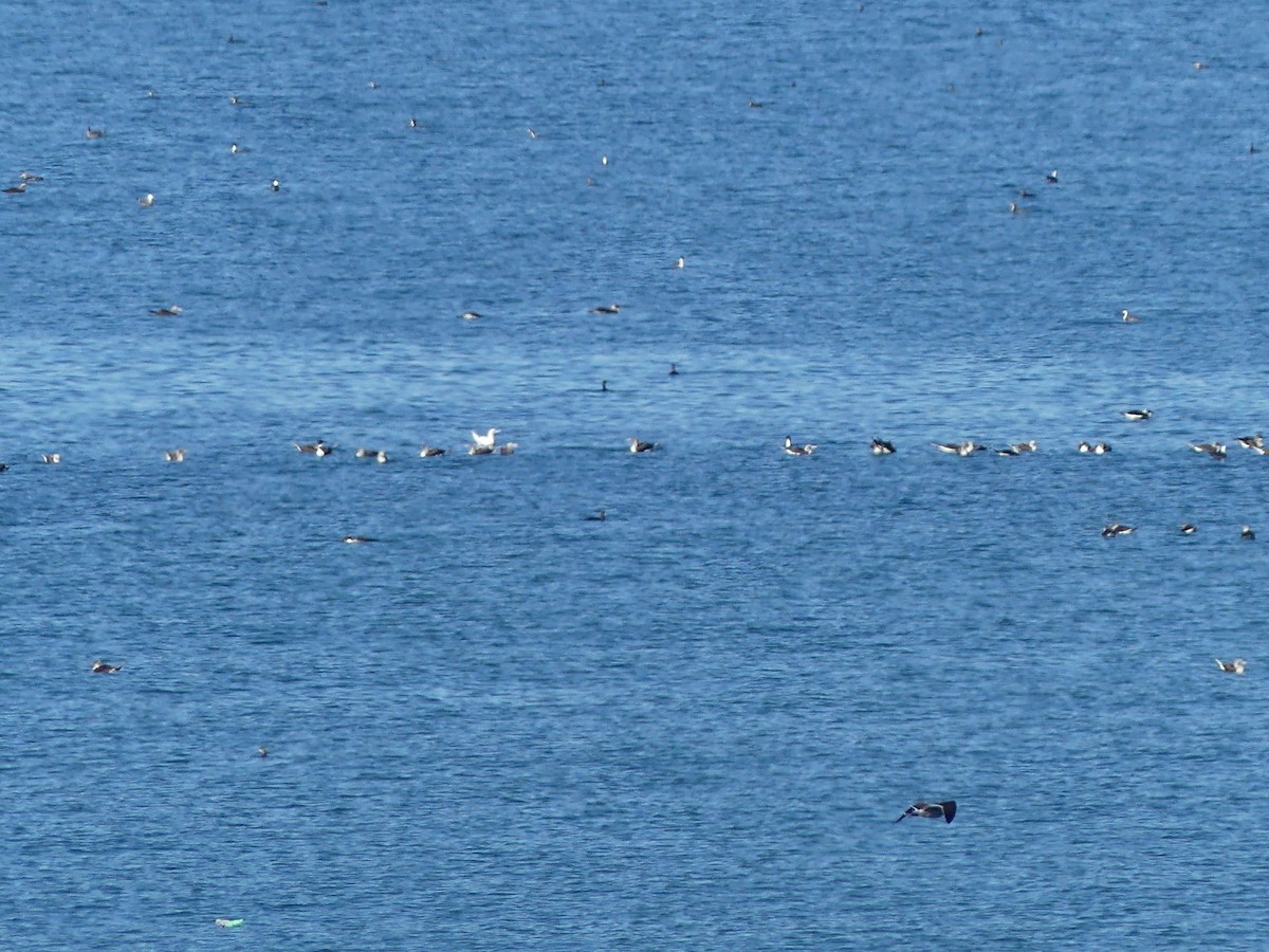 Red-footed Booby - ML203297901