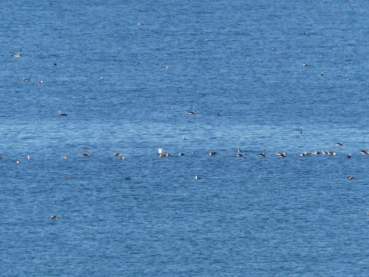 Red-footed Booby - ML203297911