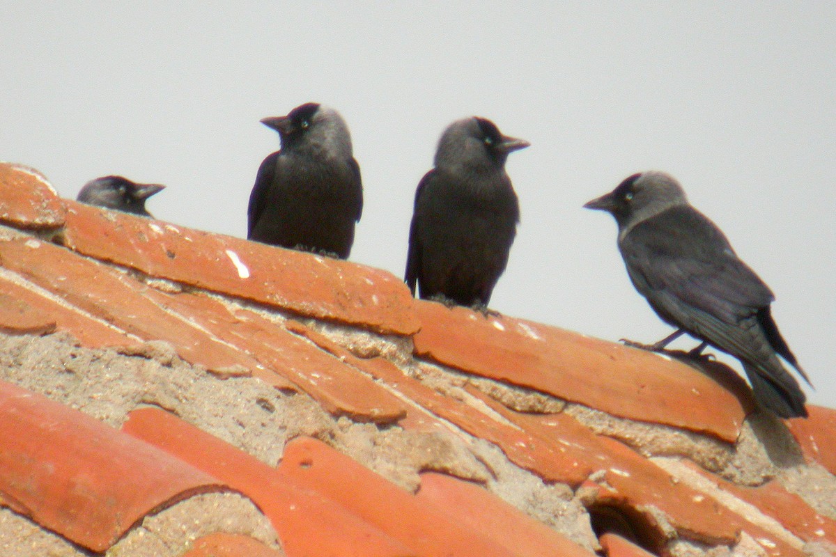 Eurasian Jackdaw - ML203299901