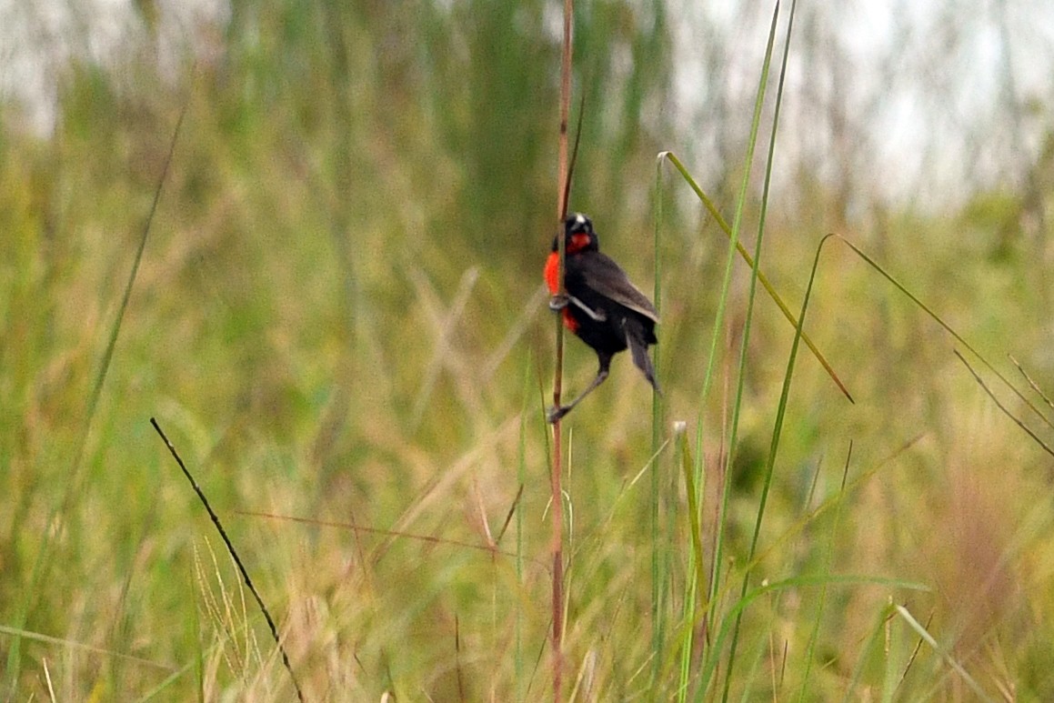 Red-breasted Meadowlark - ML203300971