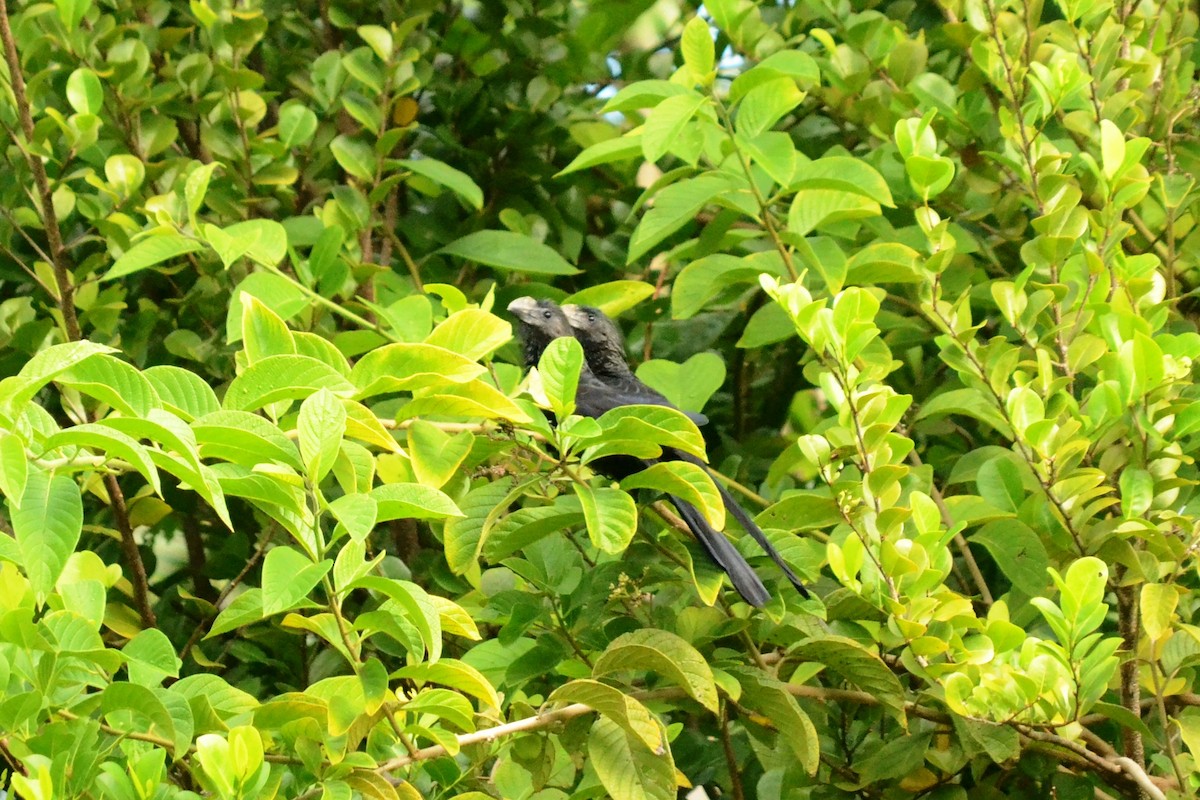 Smooth-billed Ani - ML203301121