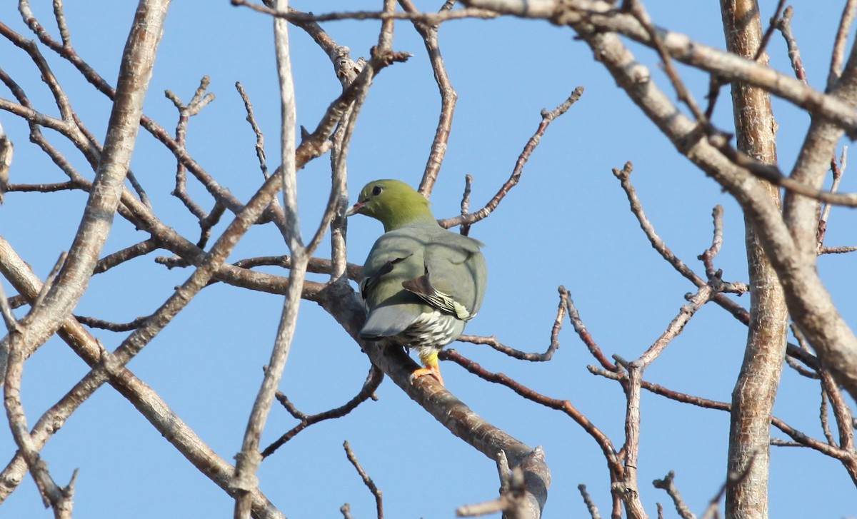 holub madagaskarský - ML20330121