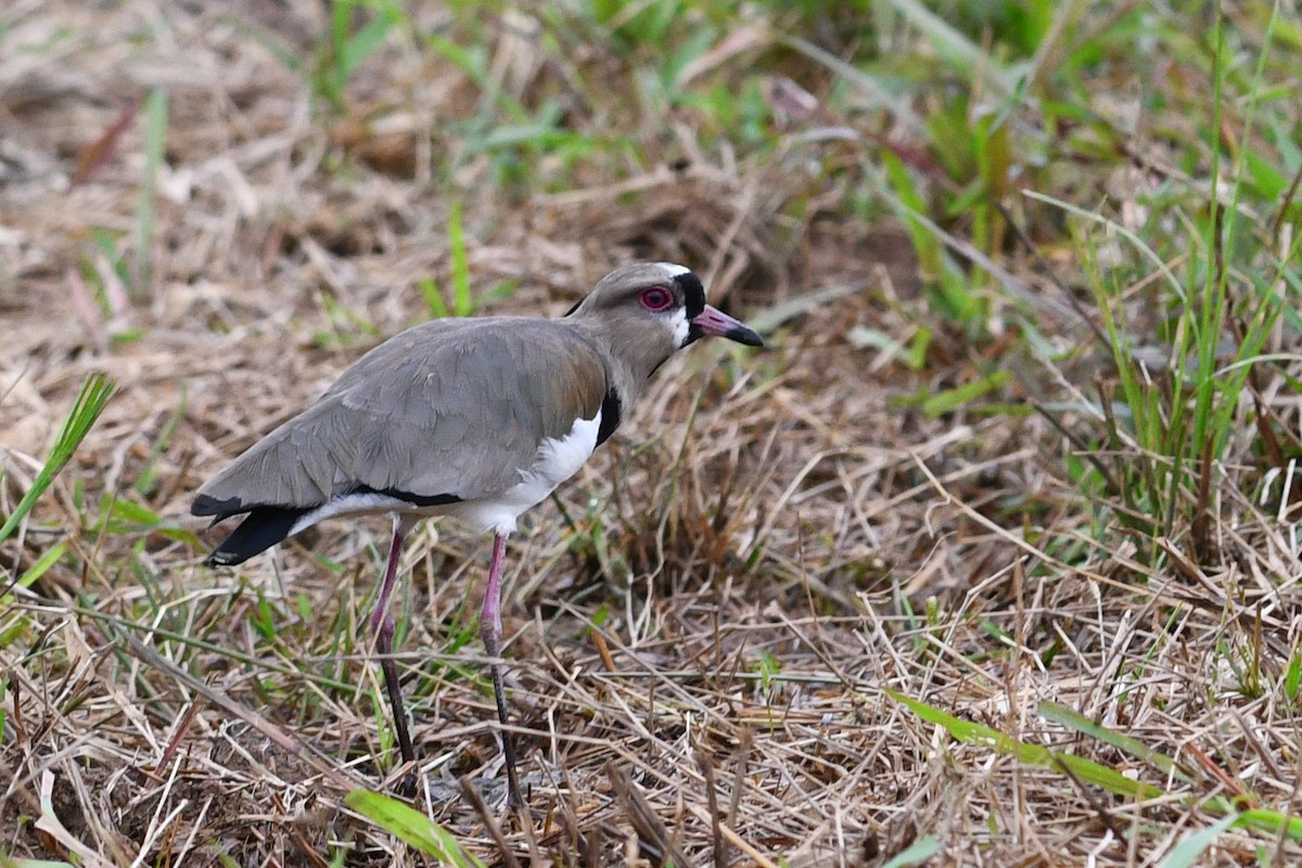 Southern Lapwing - ML203301301