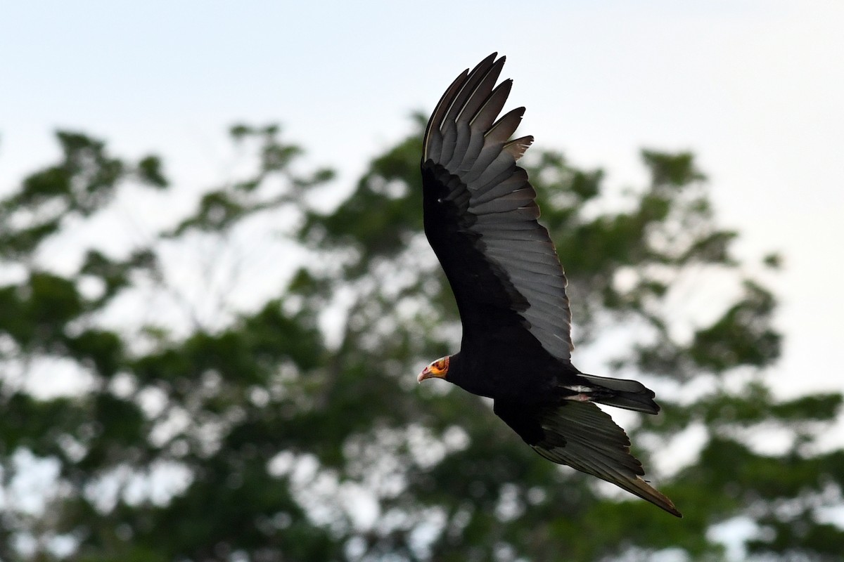 Lesser Yellow-headed Vulture - ML203301331