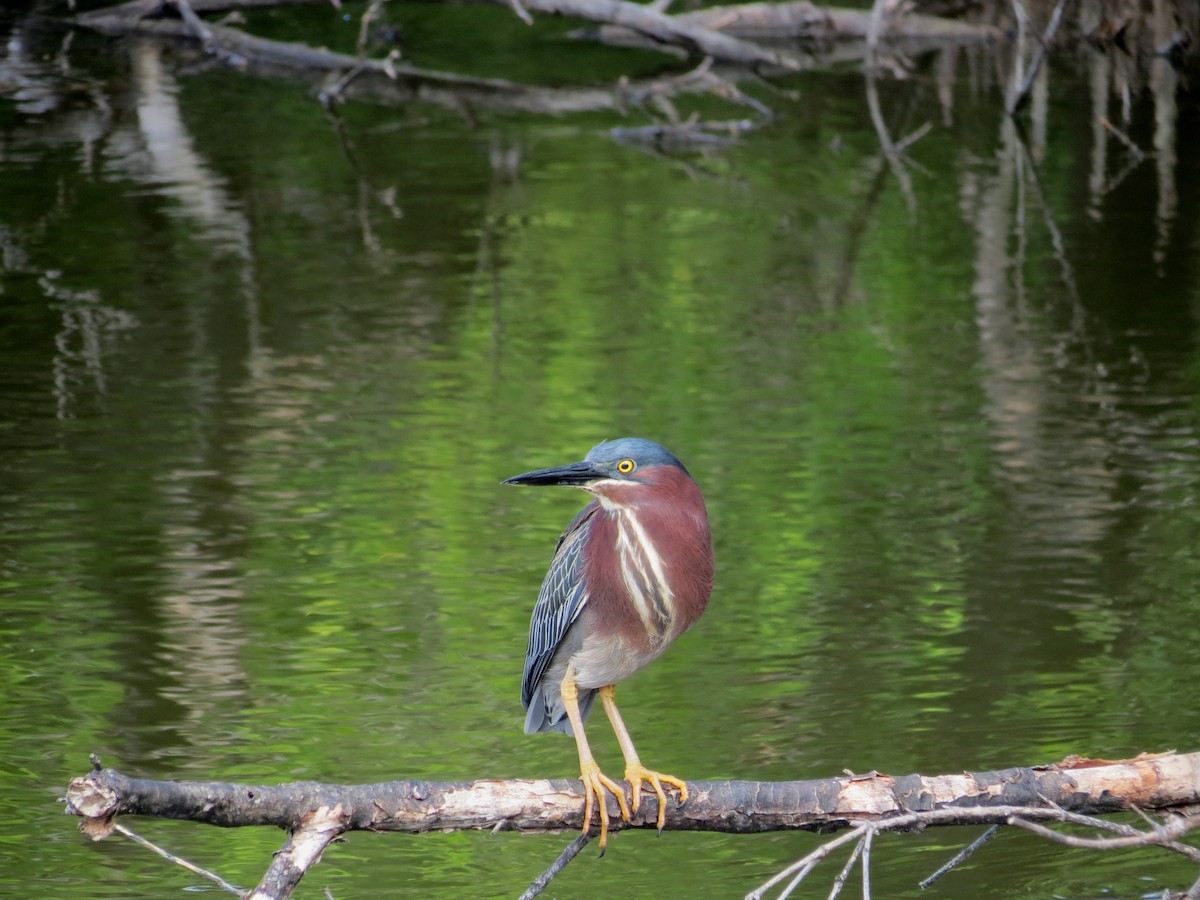 Green Heron - ML203301501