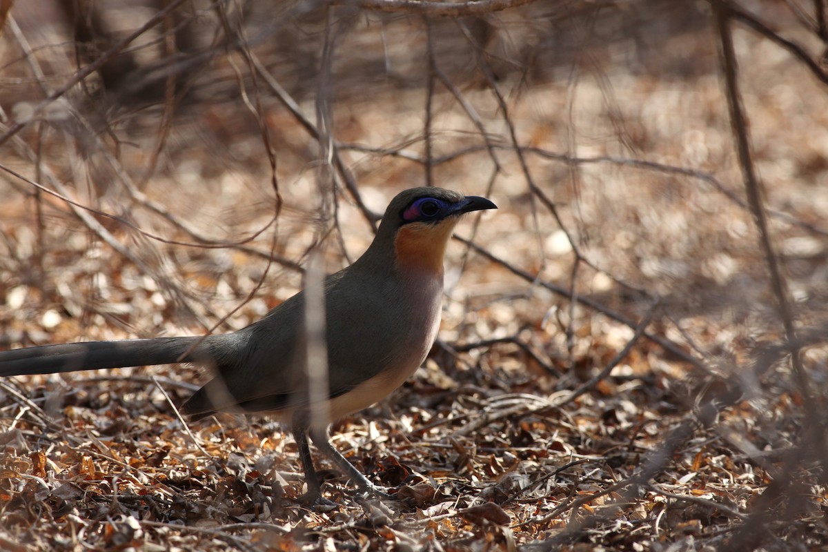 Coua coureur - ML20330151