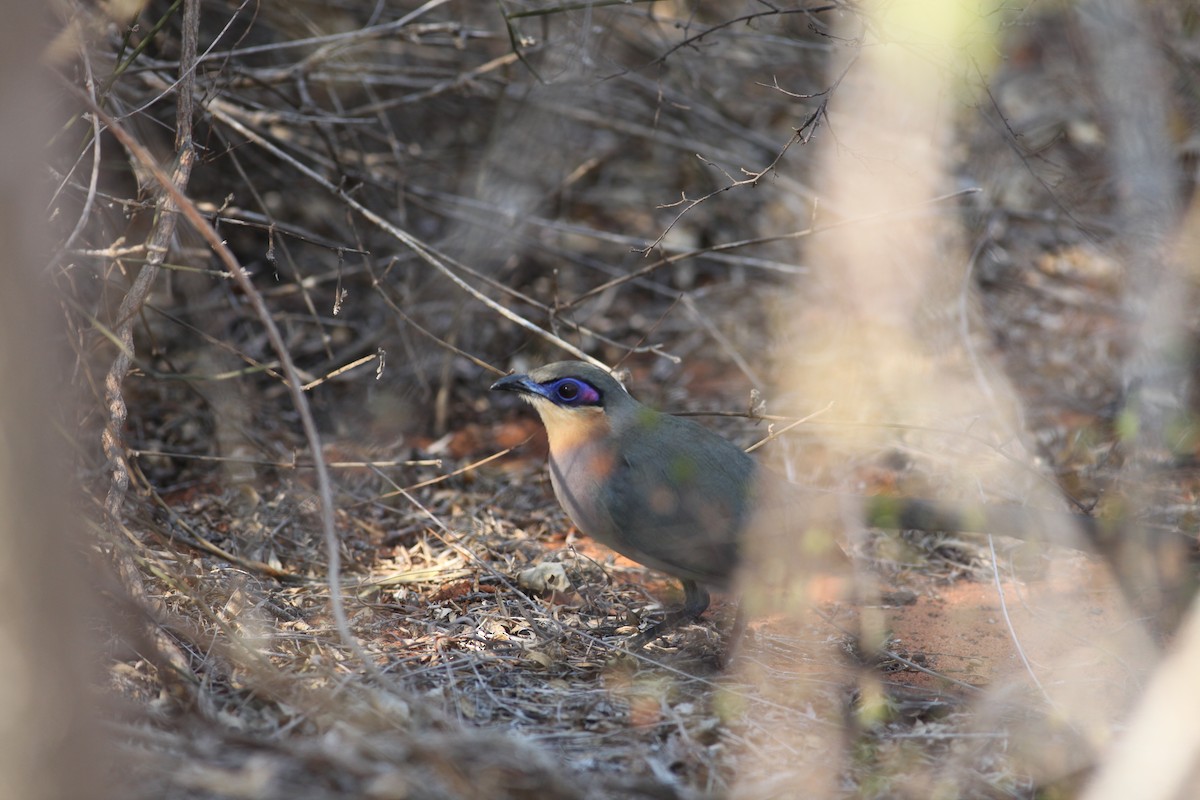 Coua coureur - ML20330161